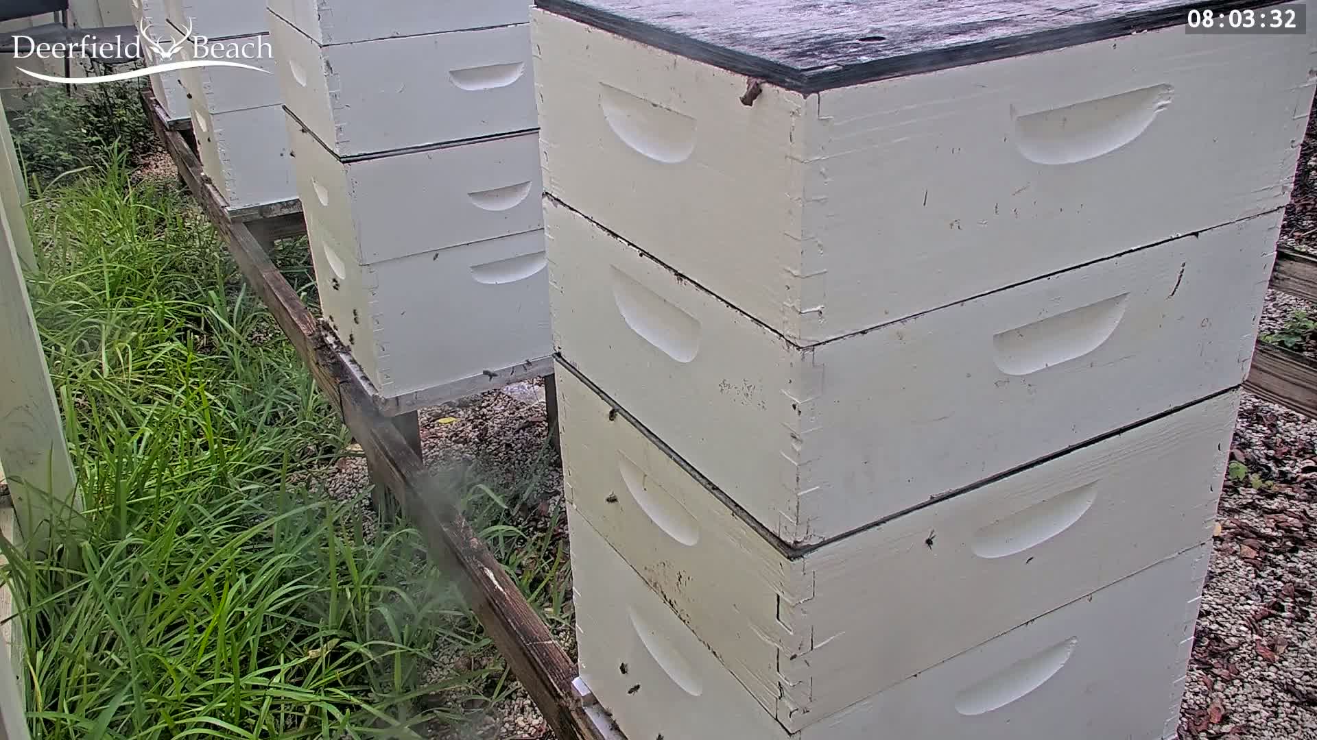 Deerfield Beach City Bee Apiary Farm Live Cam - Deerfield Beach, Broward, Florida, USA