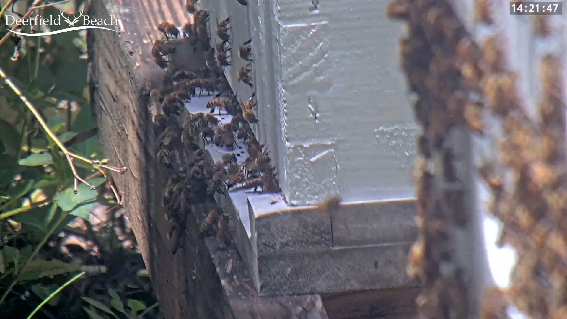 Deerfield Beach City Bee Apiary Farm Live Cam - Deerfield Beach, Broward, Florida, USA
