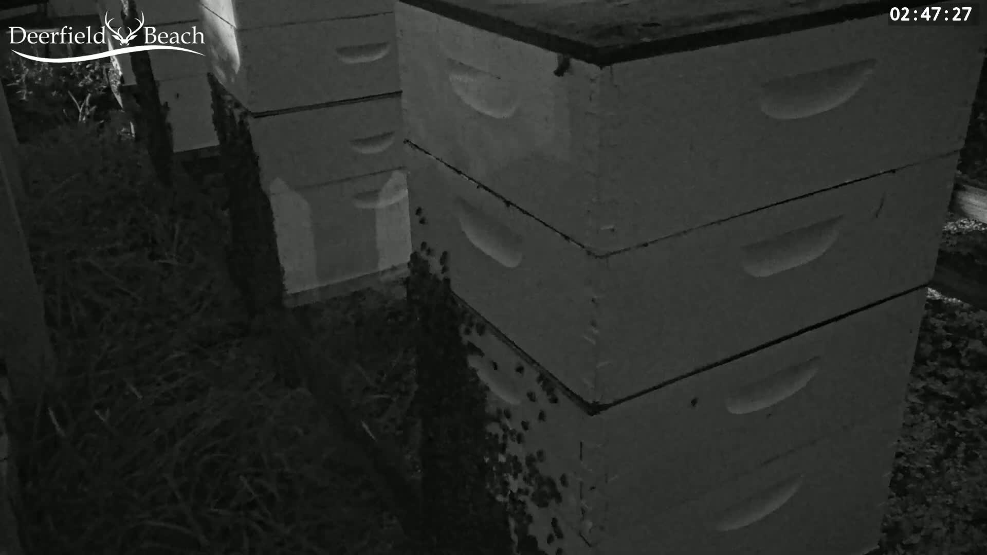 Deerfield Beach City Bee Apiary Farm Live Cam - Deerfield Beach, Broward, Florida, USA