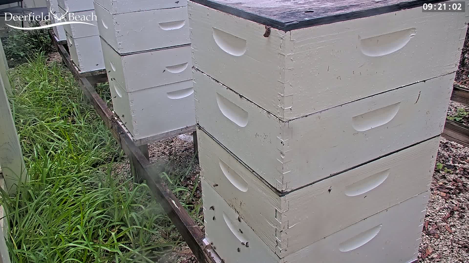 Deerfield Beach City Bee Apiary Farm Live Cam - Deerfield Beach, Broward, Florida, USA