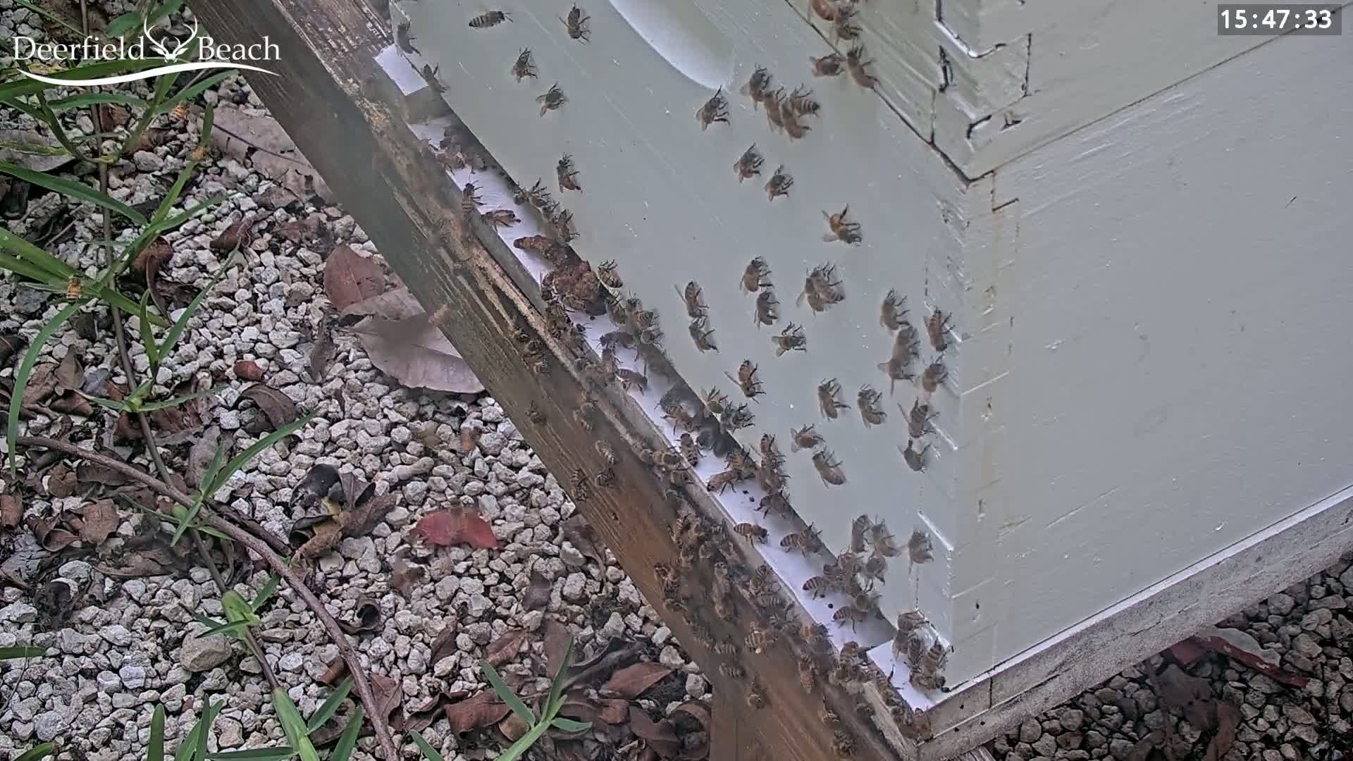Deerfield Beach City Bee Apiary Farm Live Cam - Deerfield Beach, Broward, Florida, USA