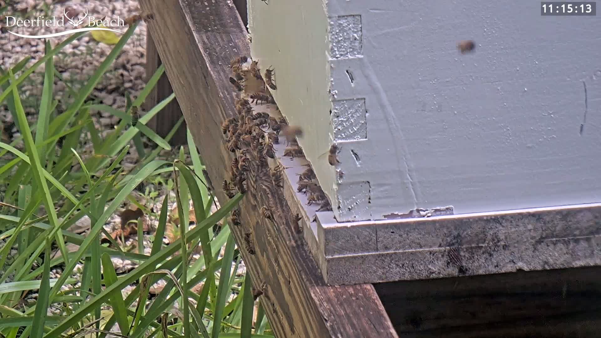 Deerfield Beach City Bee Apiary Farm Live Cam - Deerfield Beach, Broward, Florida, USA