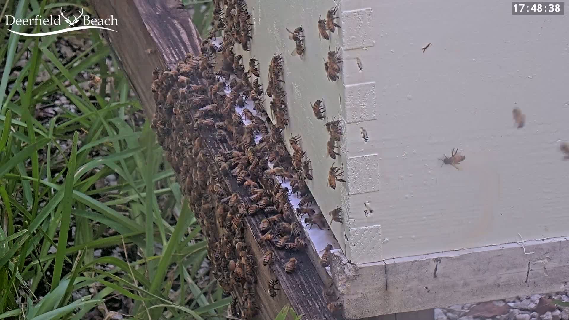 Deerfield Beach City Bee Apiary Farm Live Cam - Deerfield Beach, Broward, Florida, USA