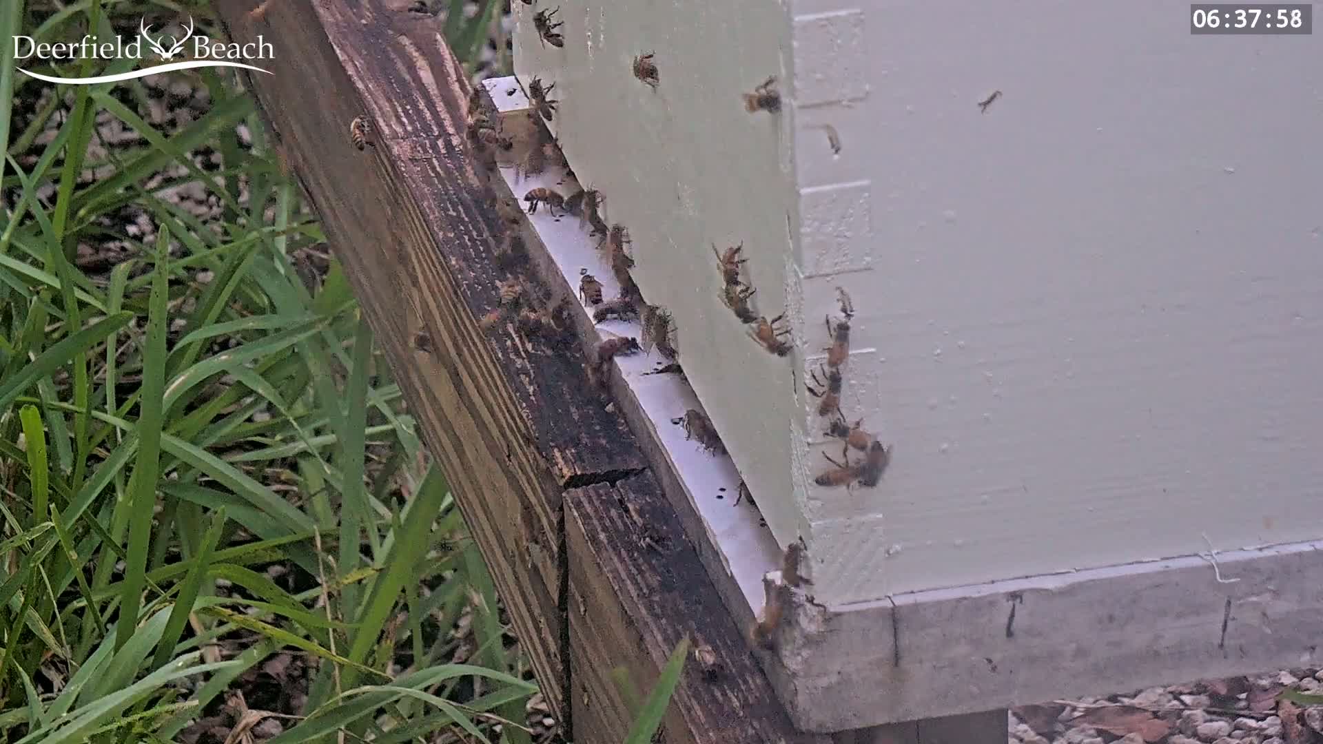 Deerfield Beach City Bee Apiary Farm Live Cam - Deerfield Beach, Broward, Florida, USA
