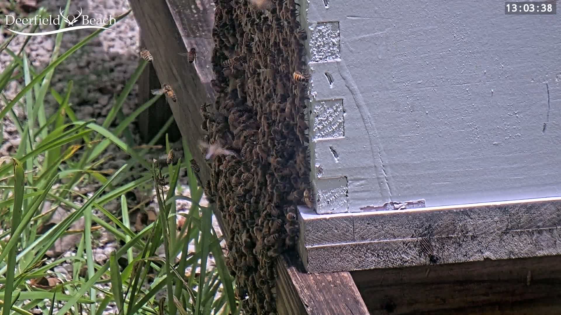 Deerfield Beach City Bee Apiary Farm Live Cam - Deerfield Beach, Broward, Florida, USA