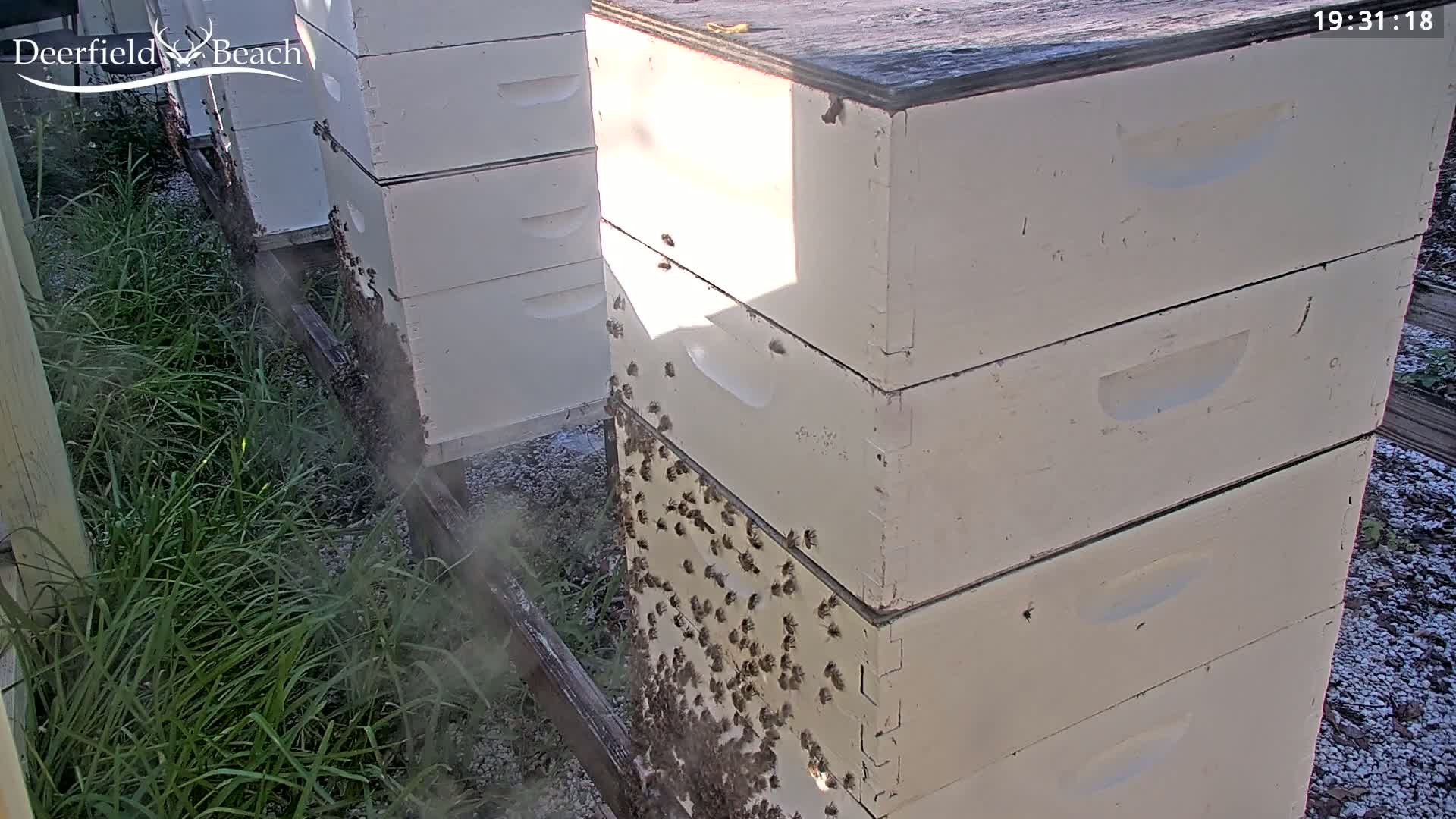 Deerfield Beach City Bee Apiary Farm Live Cam - Deerfield Beach, Broward, Florida, USA