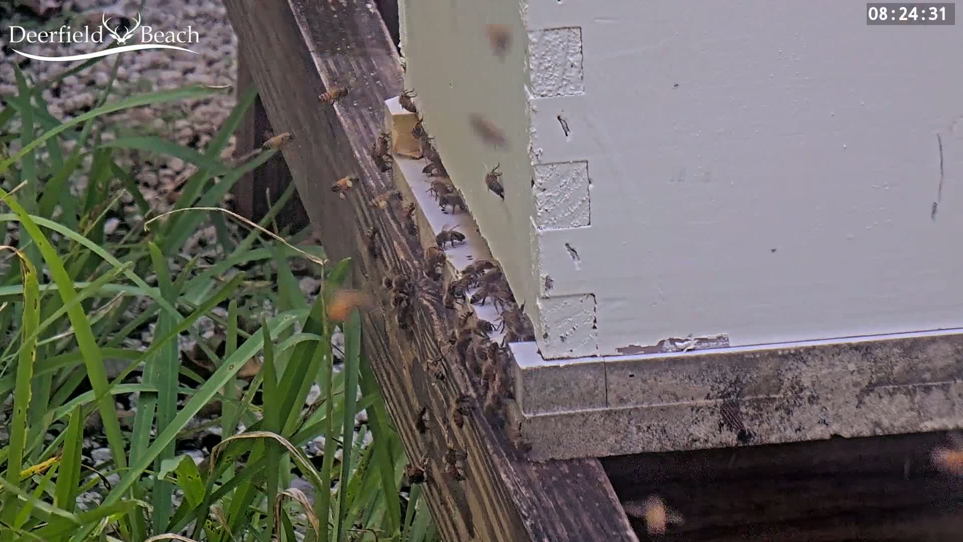 Deerfield Beach City Bee Apiary Farm Live Cam - Deerfield Beach, Broward, Florida, USA