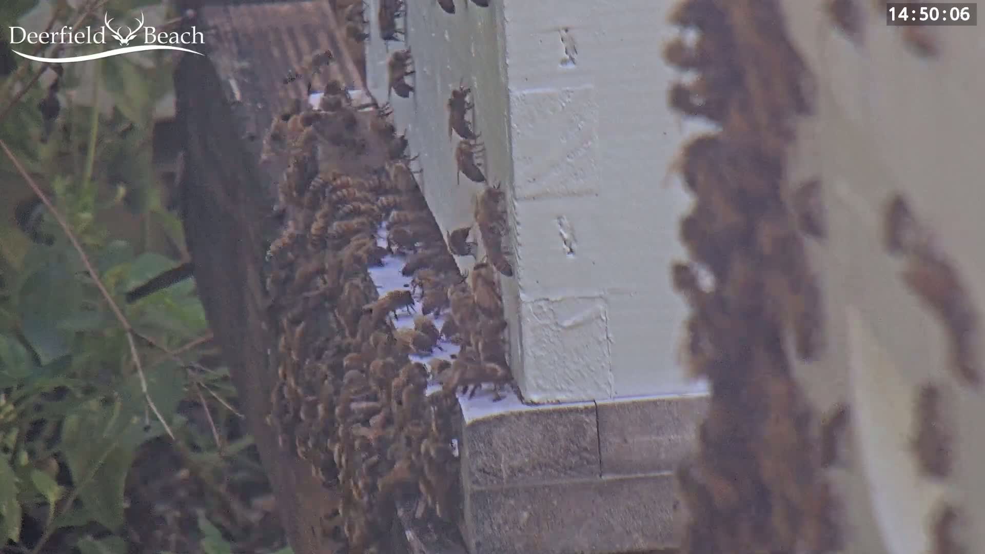 Deerfield Beach City Bee Apiary Farm Live Cam - Deerfield Beach, Broward, Florida, USA