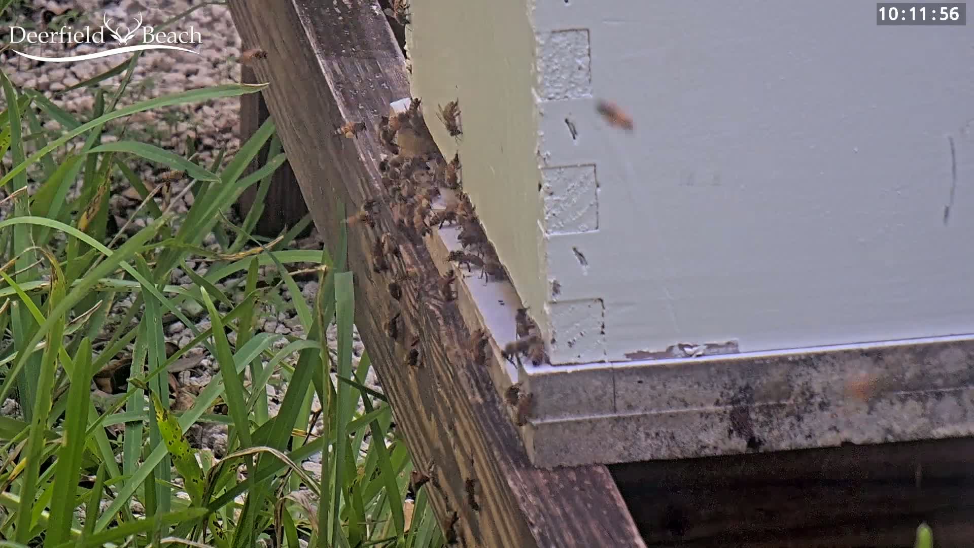 Deerfield Beach City Bee Apiary Farm Live Cam - Deerfield Beach, Broward, Florida, USA