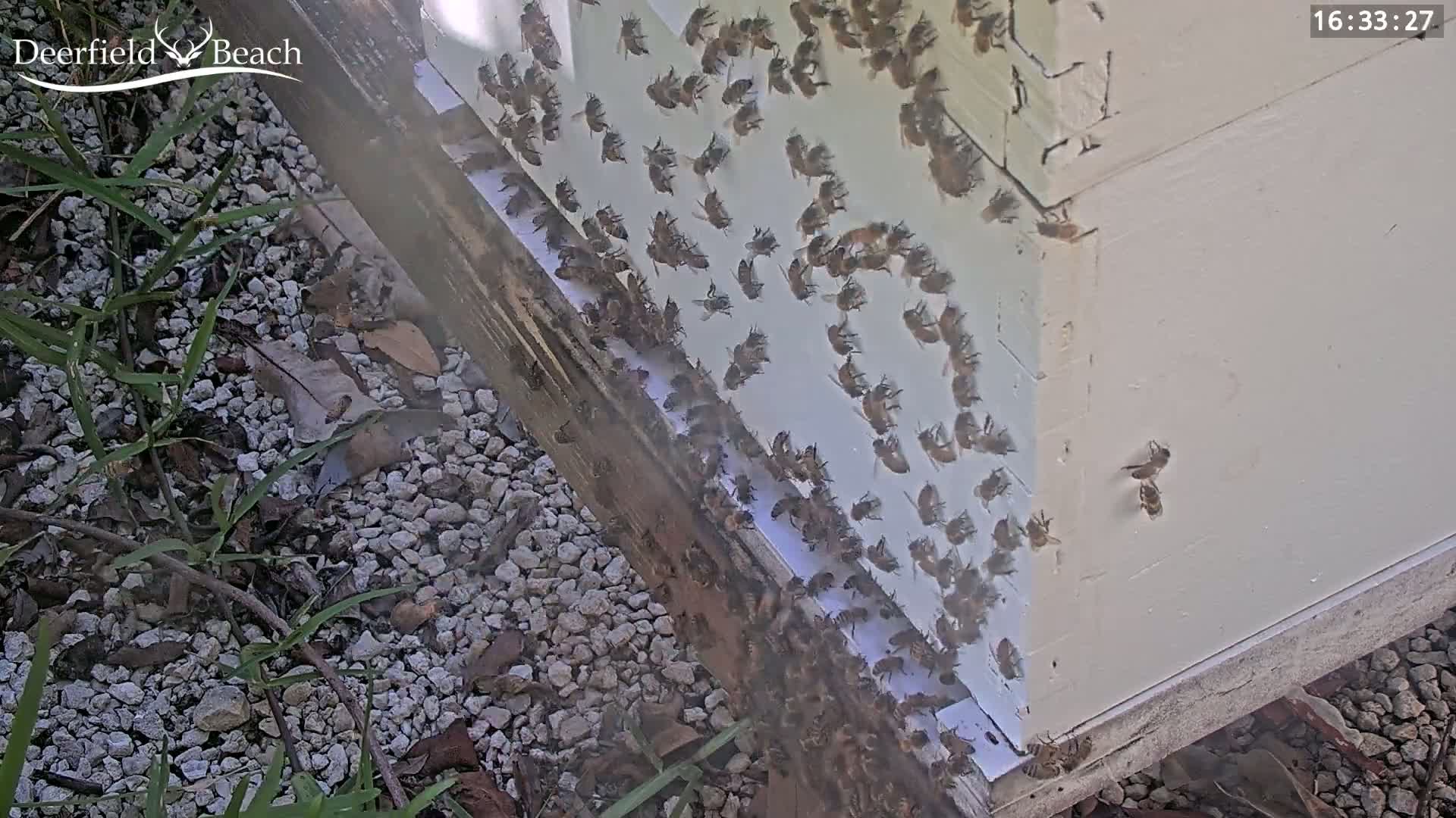 Deerfield Beach City Bee Apiary Farm Live Cam - Deerfield Beach, Broward, Florida, USA