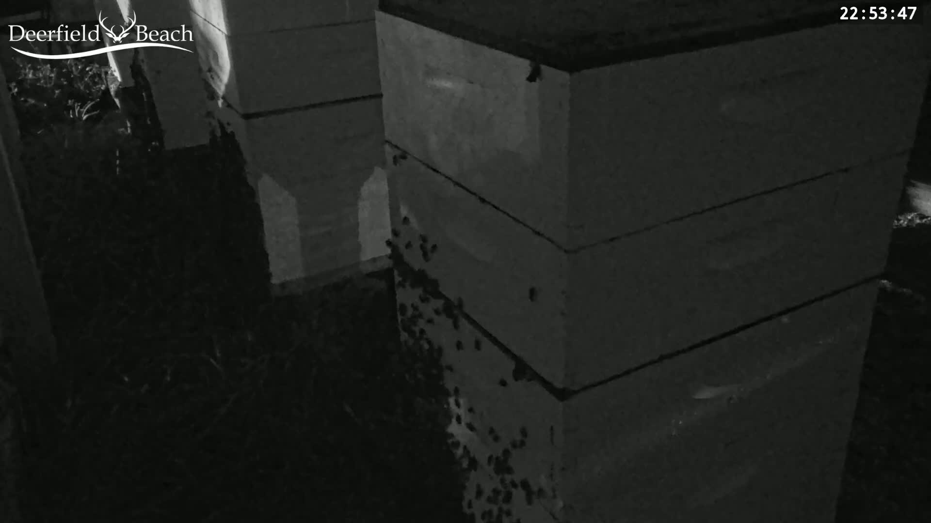 Deerfield Beach City Bee Apiary Farm Live Cam - Deerfield Beach, Broward, Florida, USA