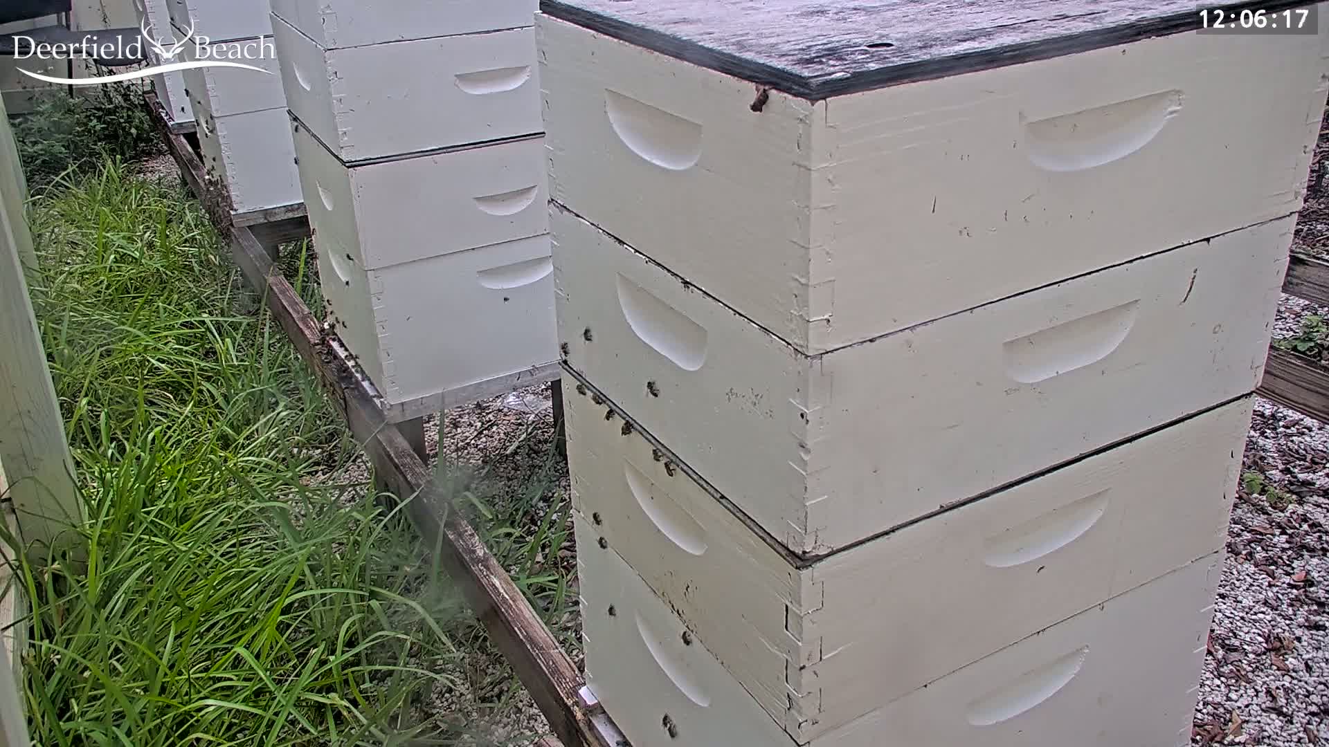 Deerfield Beach City Bee Apiary Farm Live Cam - Deerfield Beach, Broward, Florida, USA