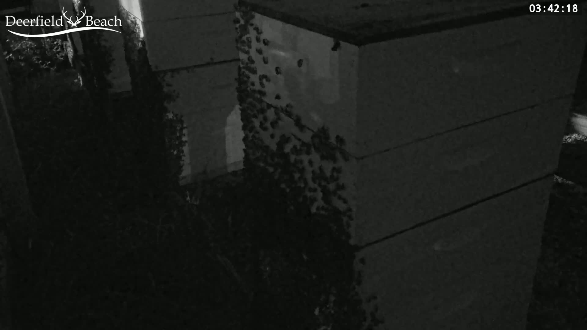 At night, a large swarm of bees covers several beehives.