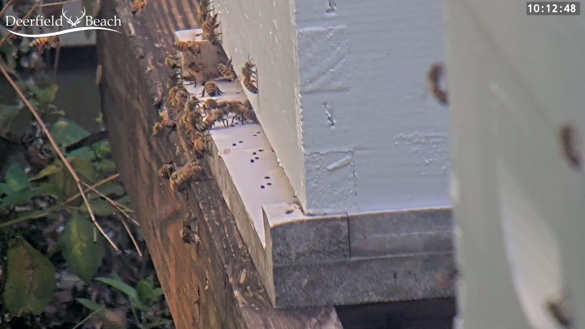 At night, a large swarm of bees covers several beehives.