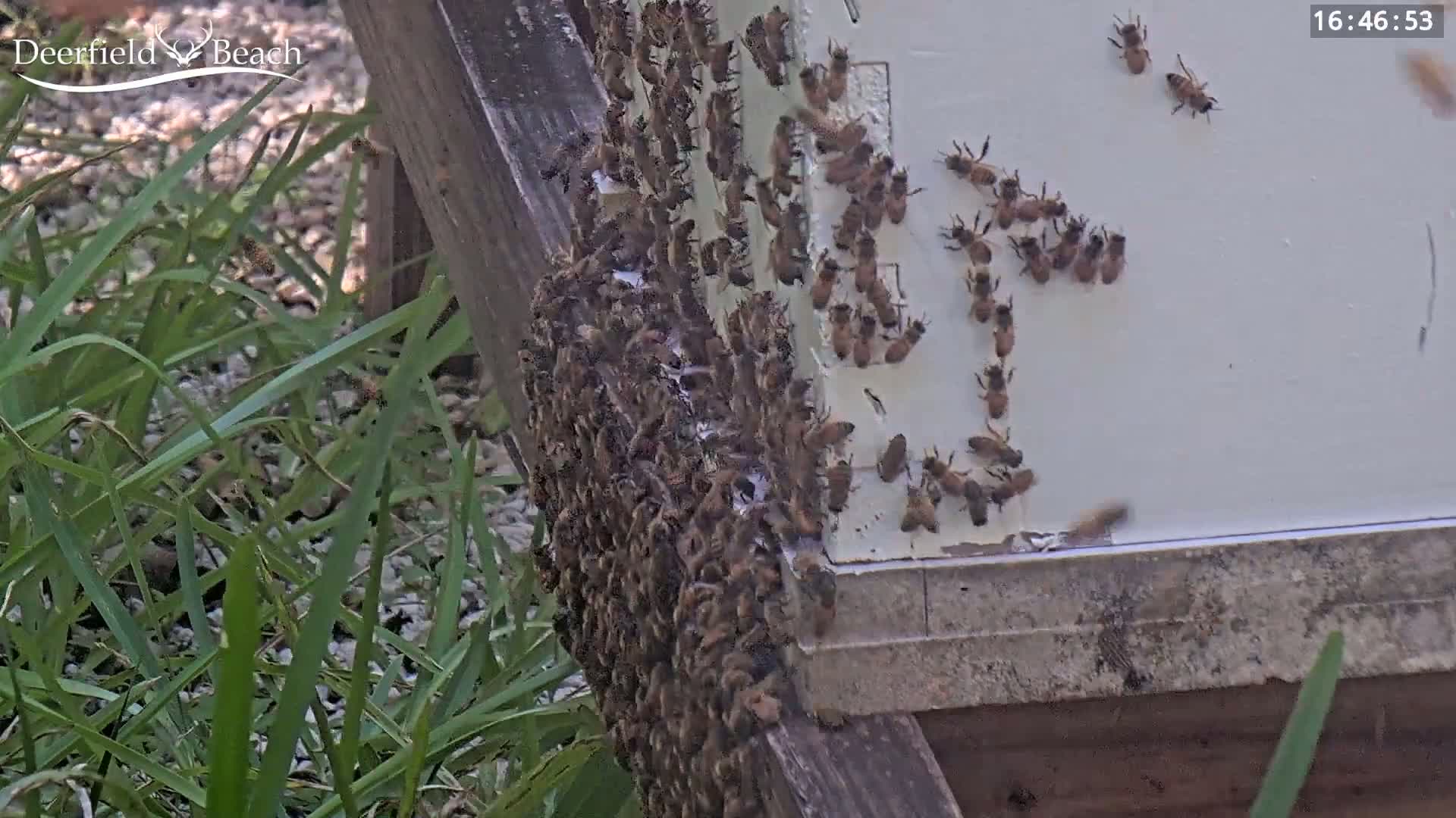 Deerfield Beach City Bee Apiary Farm Live Cam - Deerfield Beach, Broward, Florida, USA