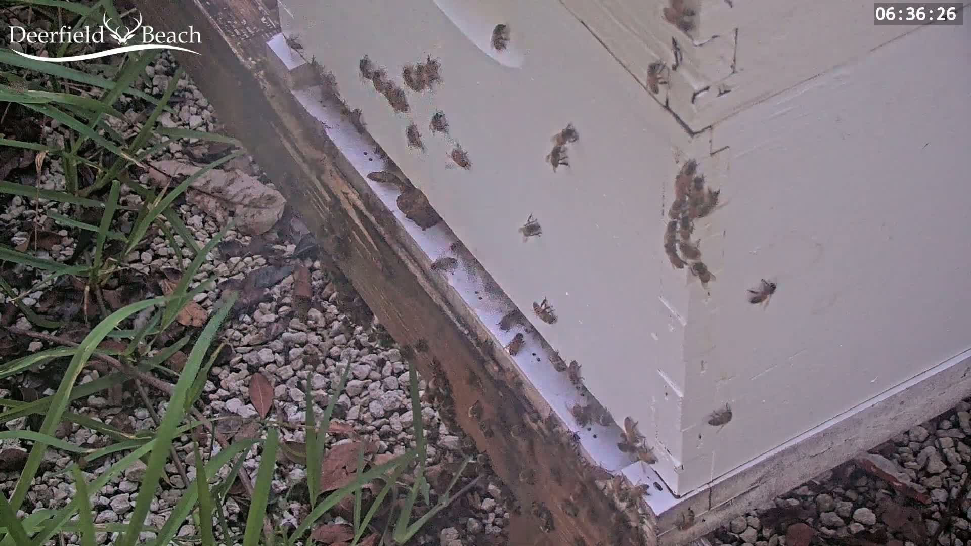 Deerfield Beach City Bee Apiary Farm Live Cam - Deerfield Beach, Broward, Florida, USA