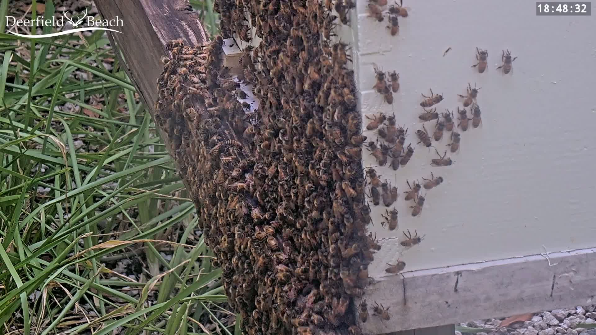 Deerfield Beach City Bee Apiary Farm Live Cam - Deerfield Beach, Broward, Florida, USA