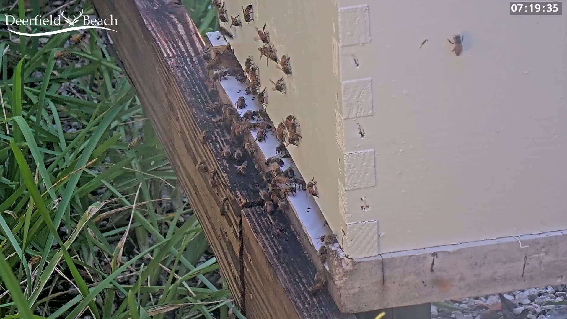 Deerfield Beach City Bee Apiary Farm Live Cam - Deerfield Beach, Broward, Florida, USA