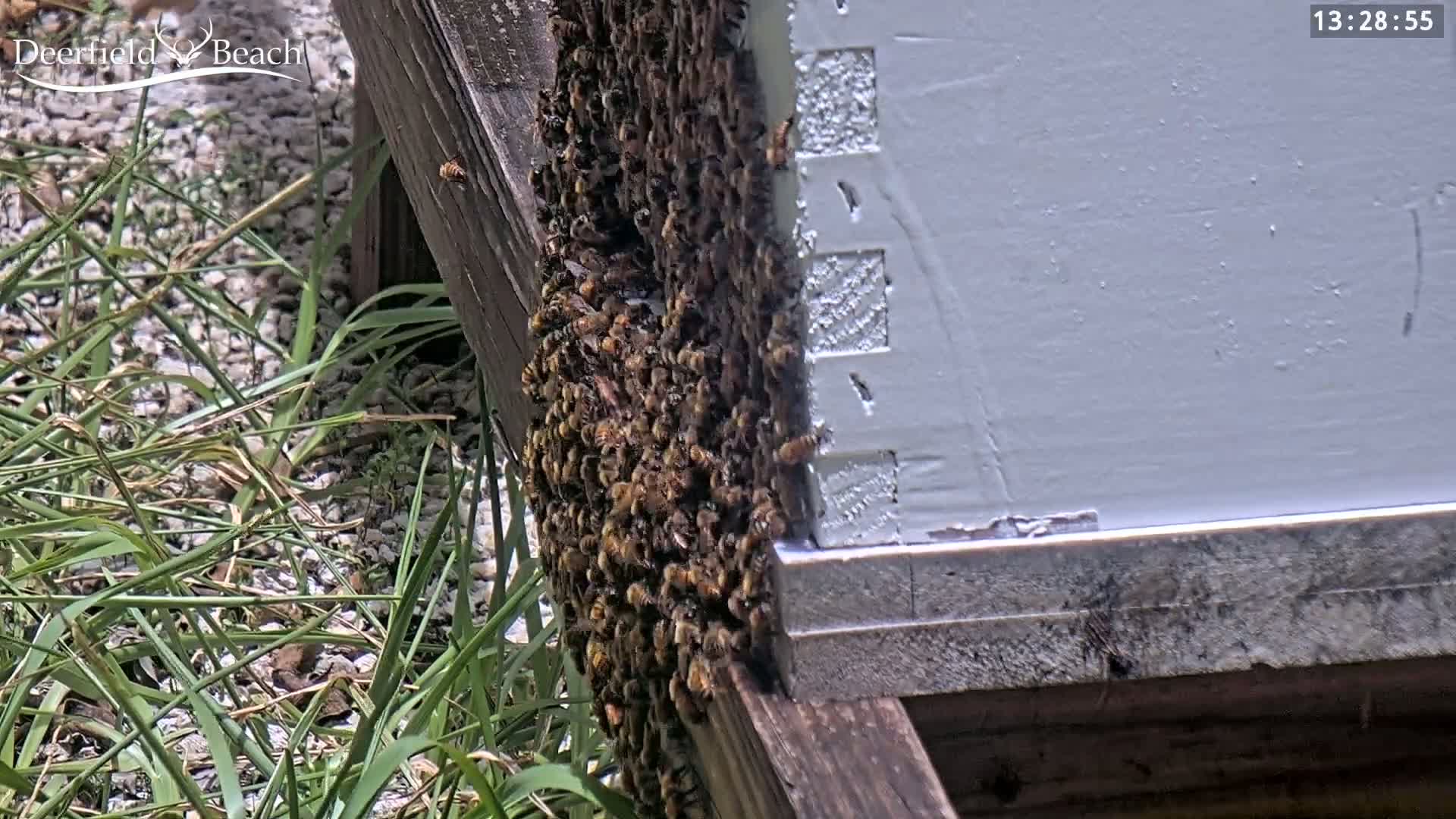 Deerfield Beach City Bee Apiary Farm Live Cam - Deerfield Beach, Broward, Florida, USA