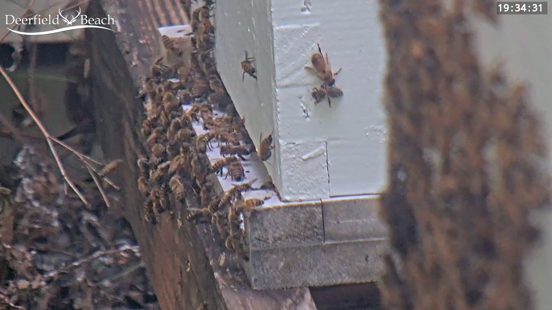 Deerfield Beach City Bee Apiary Farm Live Cam - Deerfield Beach, Broward, Florida, USA