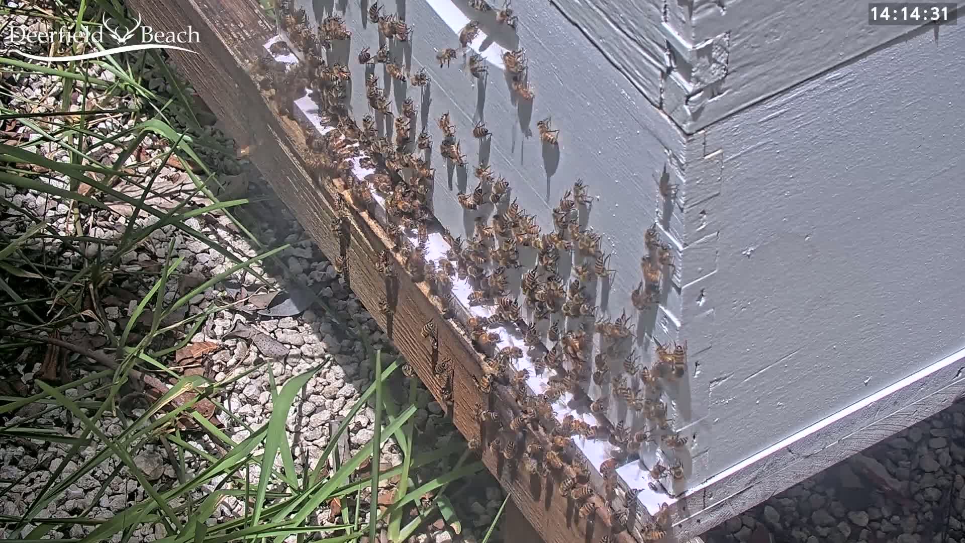 Deerfield Beach City Bee Apiary Farm Live Cam - Deerfield Beach, Broward, Florida, USA