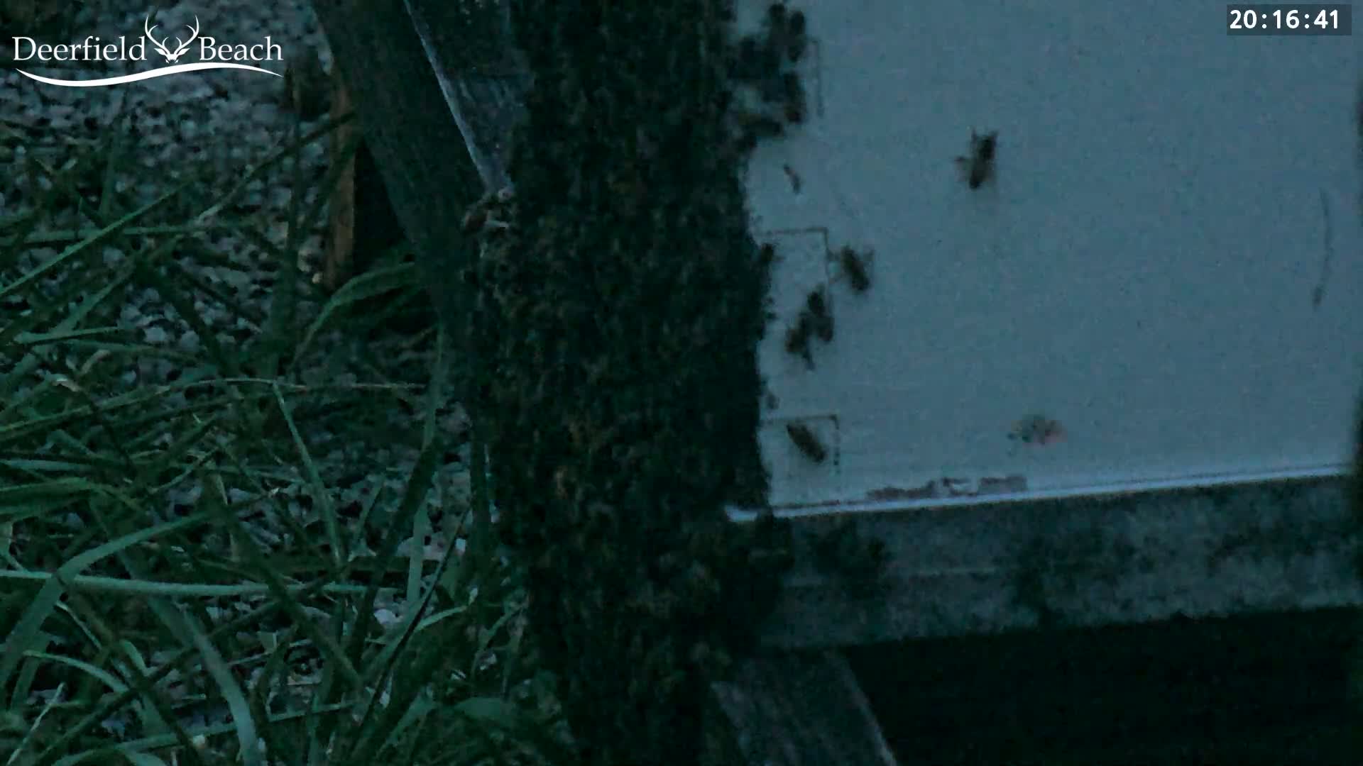 Deerfield Beach City Bee Apiary Farm Live Cam - Deerfield Beach, Broward, Florida, USA