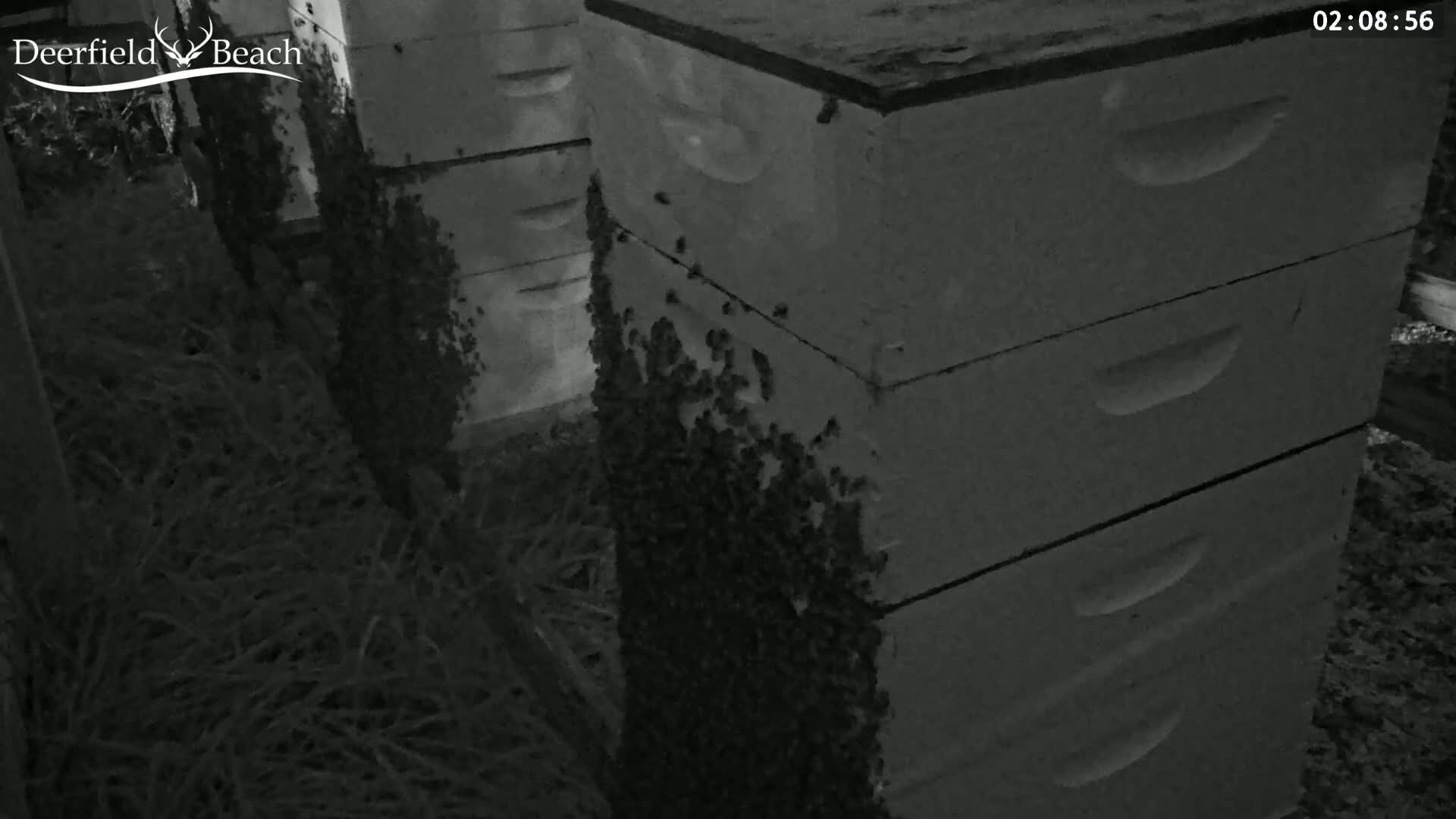 Deerfield Beach City Bee Apiary Farm Live Cam - Deerfield Beach, Broward, Florida, USA