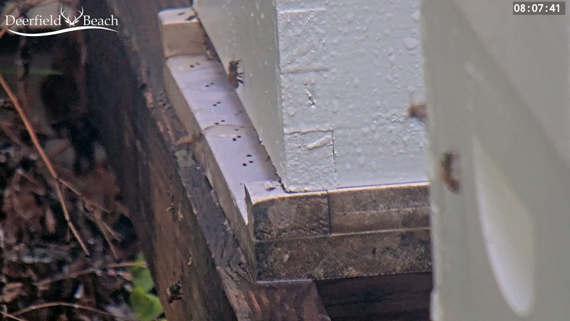 Deerfield Beach City Bee Apiary Farm Live Cam - Deerfield Beach, Broward, Florida, USA