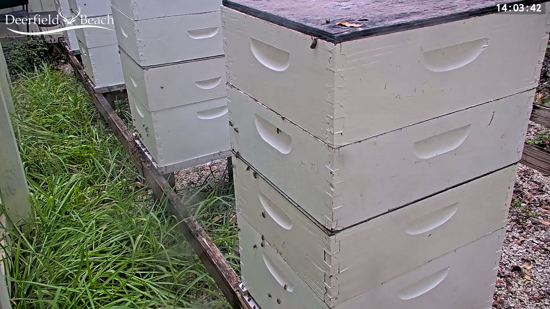 Deerfield Beach City Bee Apiary Farm Live Cam - Deerfield Beach, Broward, Florida, USA