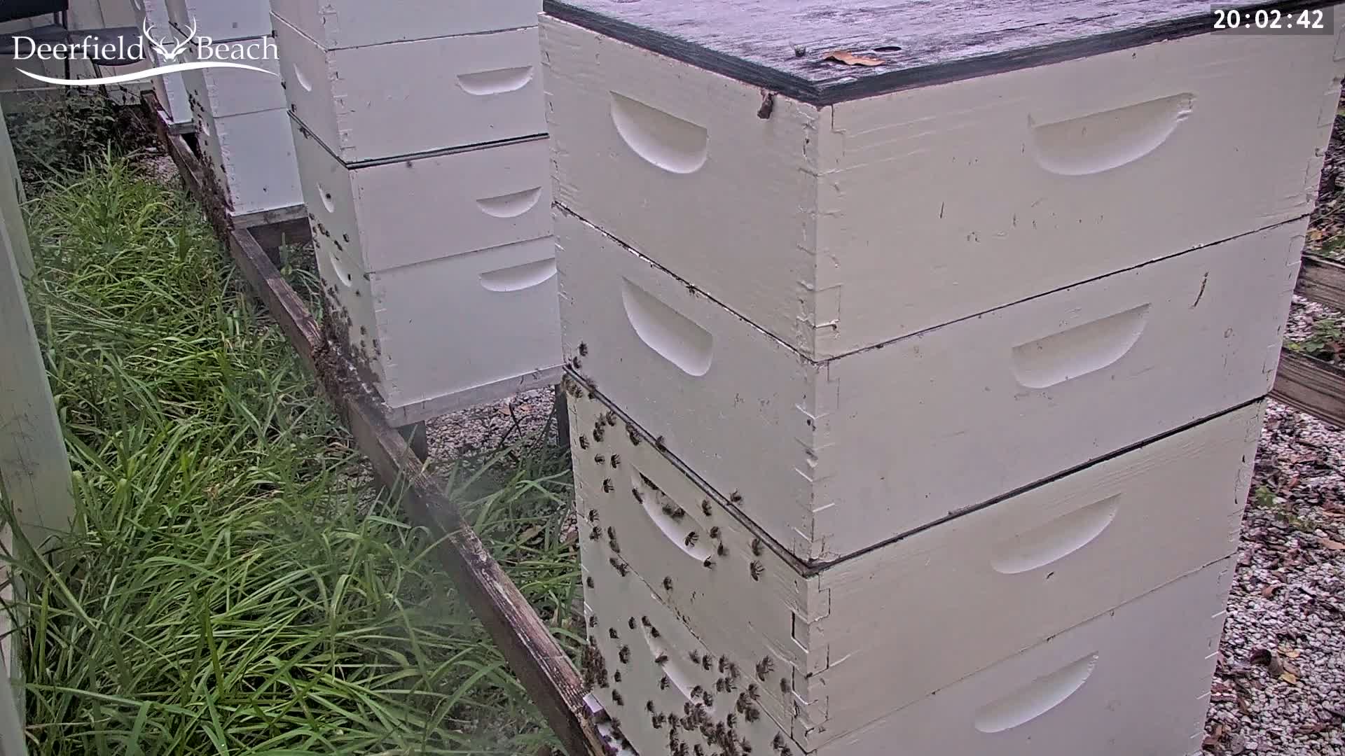 Deerfield Beach City Bee Apiary Farm Live Cam - Deerfield Beach, Broward, Florida, USA