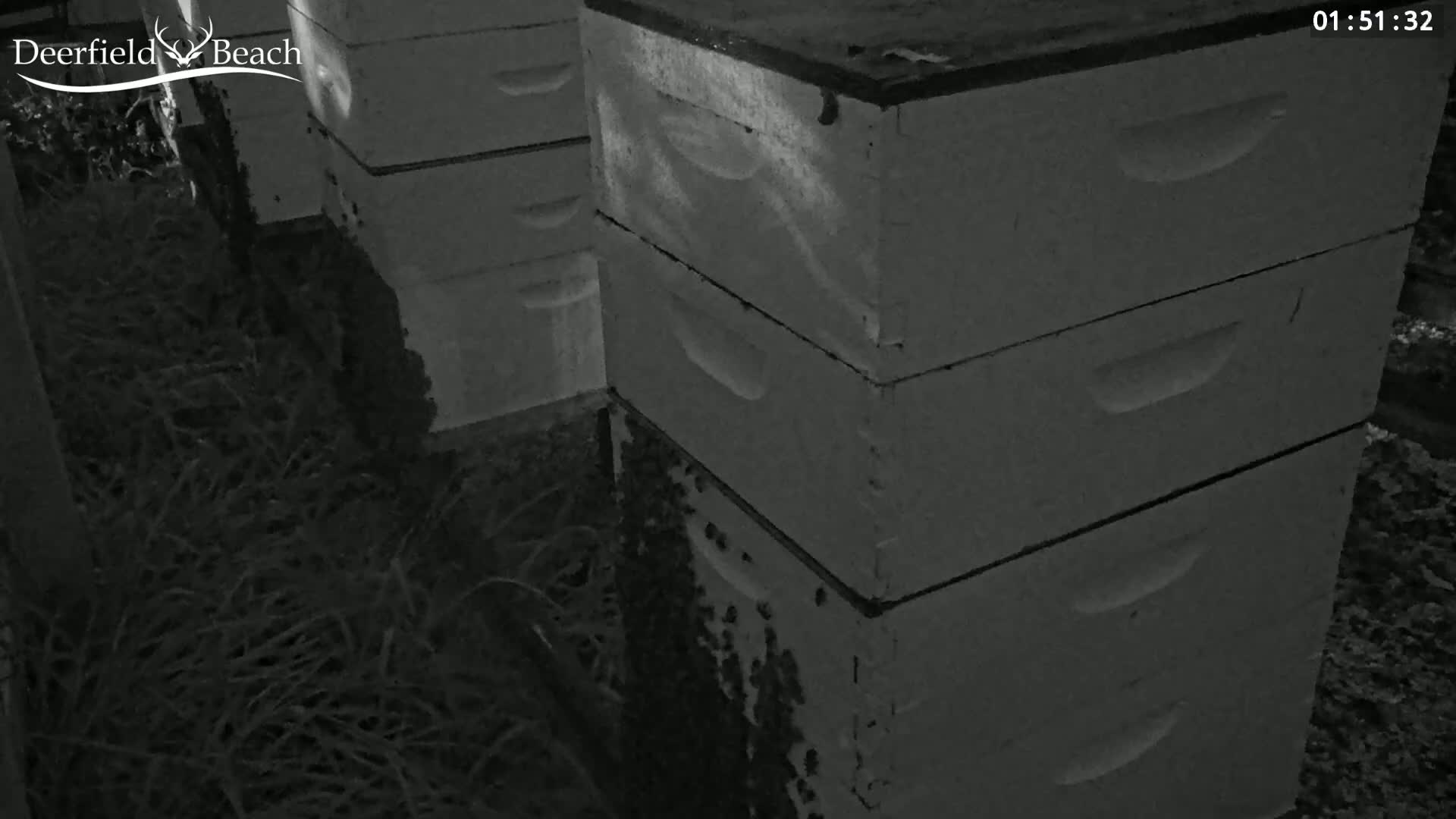 Deerfield Beach City Bee Apiary Farm Live Cam - Deerfield Beach, Broward, Florida, USA