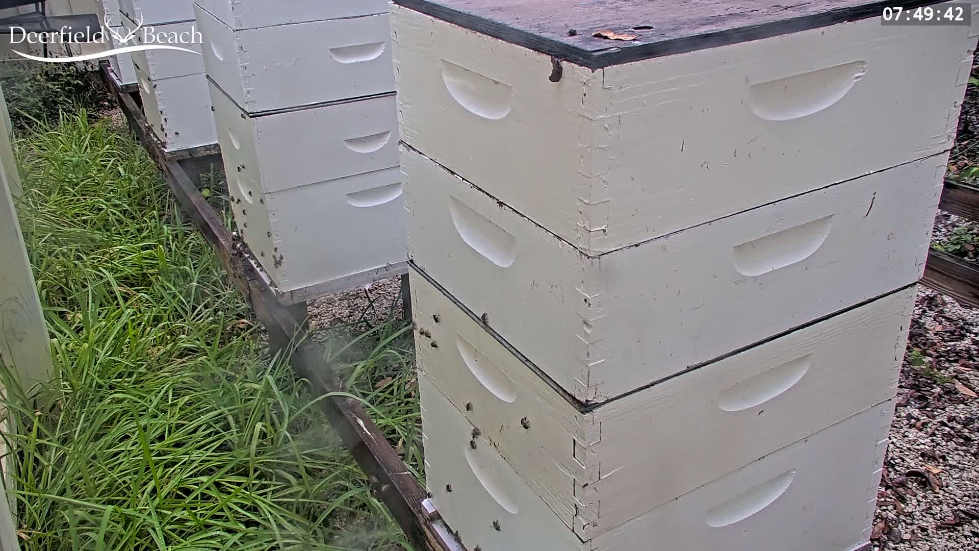 Deerfield Beach City Bee Apiary Farm Live Cam - Deerfield Beach, Broward, Florida, USA