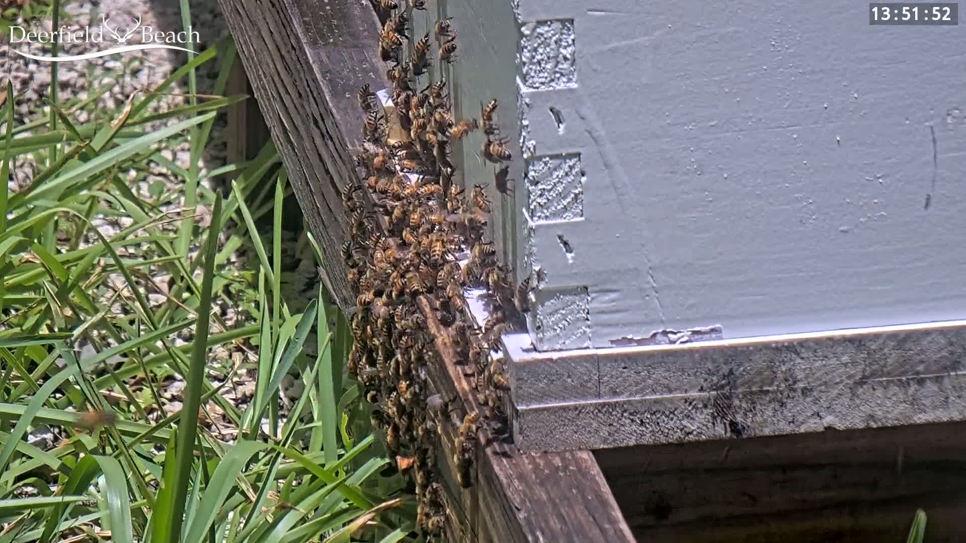 Deerfield Beach City Bee Apiary Farm Live Cam - Deerfield Beach, Broward, Florida, USA