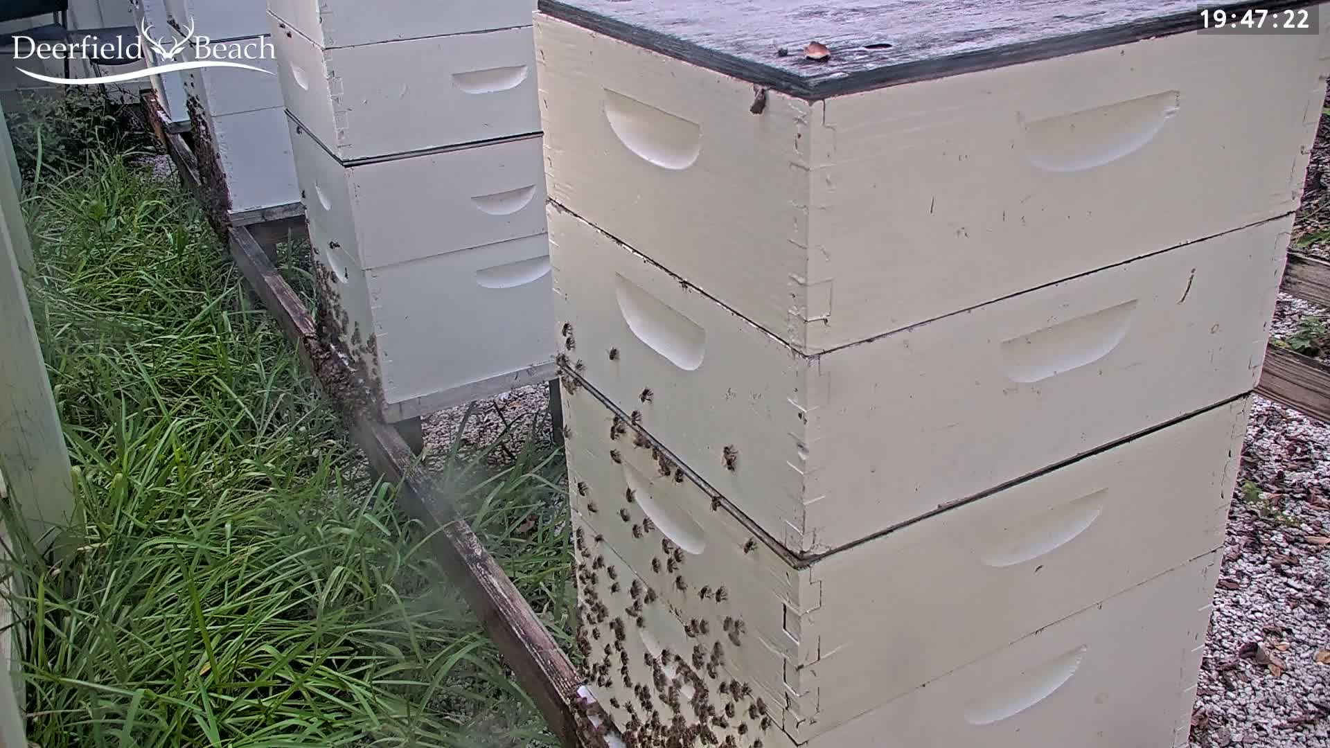 Deerfield Beach City Bee Apiary Farm Live Cam - Deerfield Beach, Broward, Florida, USA