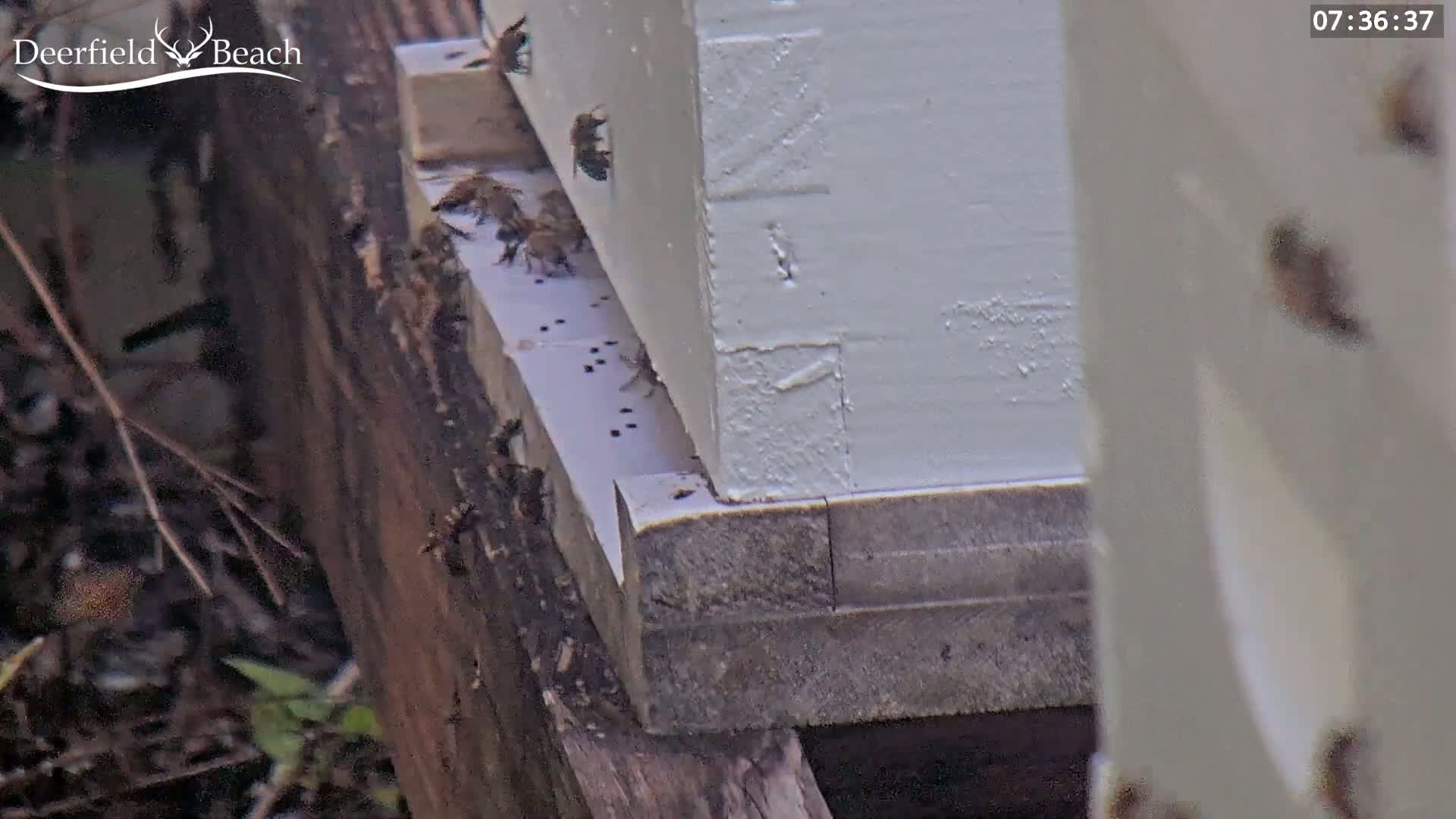 Deerfield Beach City Bee Apiary Farm Live Cam - Deerfield Beach, Broward, Florida, USA