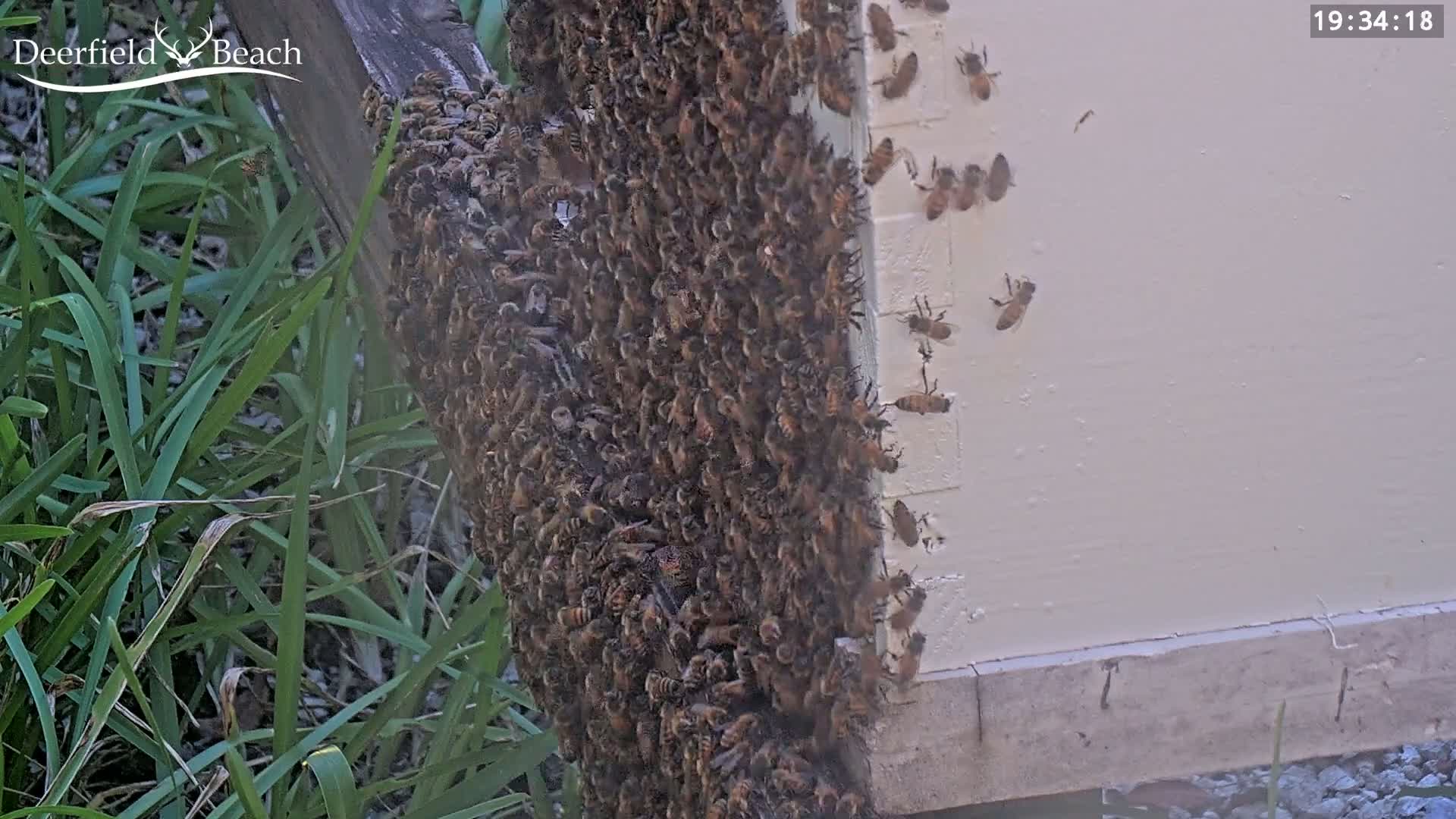 Deerfield Beach City Bee Apiary Farm Live Cam - Deerfield Beach, Broward, Florida, USA
