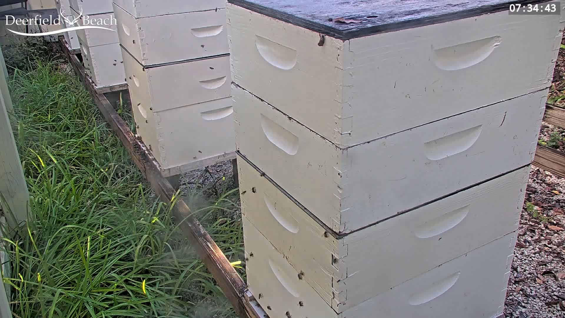 Deerfield Beach City Bee Apiary Farm Live Cam - Deerfield Beach, Broward, Florida, USA