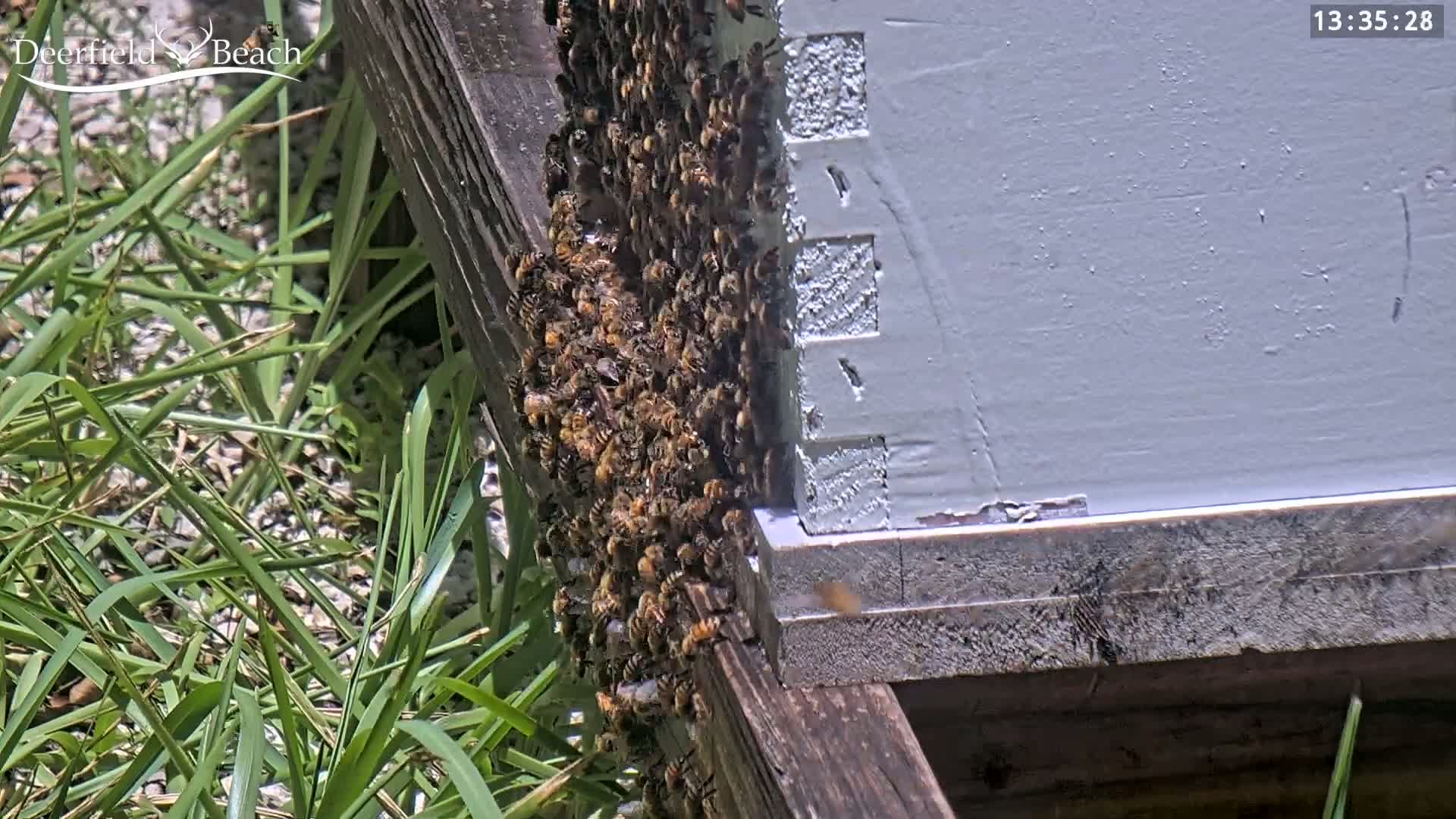 Deerfield Beach City Bee Apiary Farm Live Cam - Deerfield Beach, Broward, Florida, USA