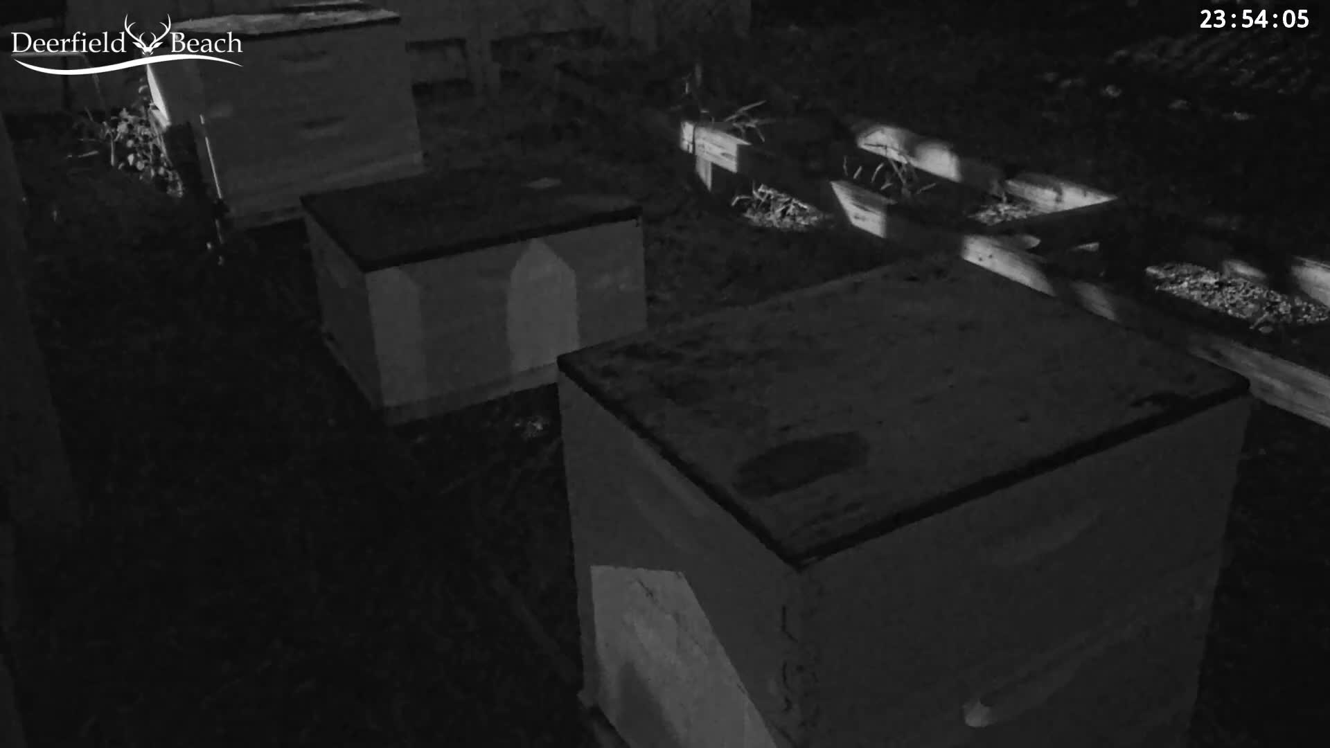 Deerfield Beach City Bee Apiary Farm Live Cam - Deerfield Beach, Broward, Florida, USA