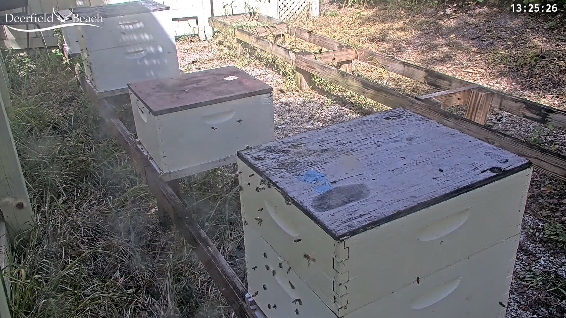 Deerfield Beach City Bee Apiary Farm Live Cam - Deerfield Beach, Broward, Florida, USA