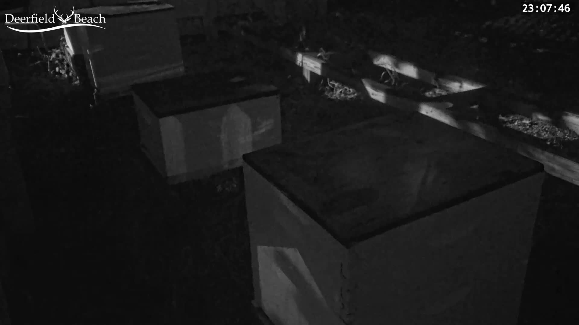 Deerfield Beach City Bee Apiary Farm Live Cam - Deerfield Beach, Broward, Florida, USA