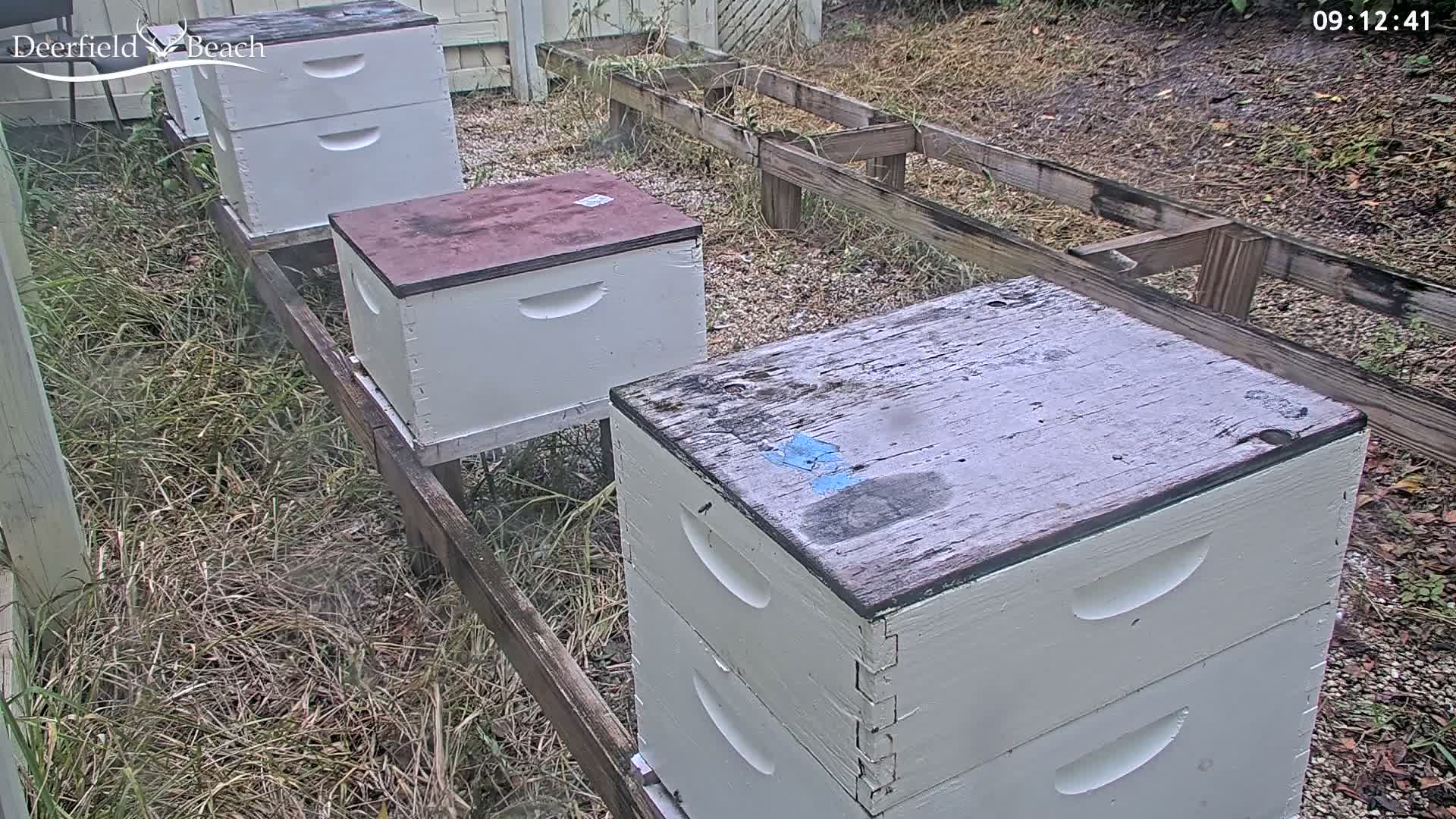 Deerfield Beach City Bee Apiary Farm Live Cam - Deerfield Beach, Broward, Florida, USA