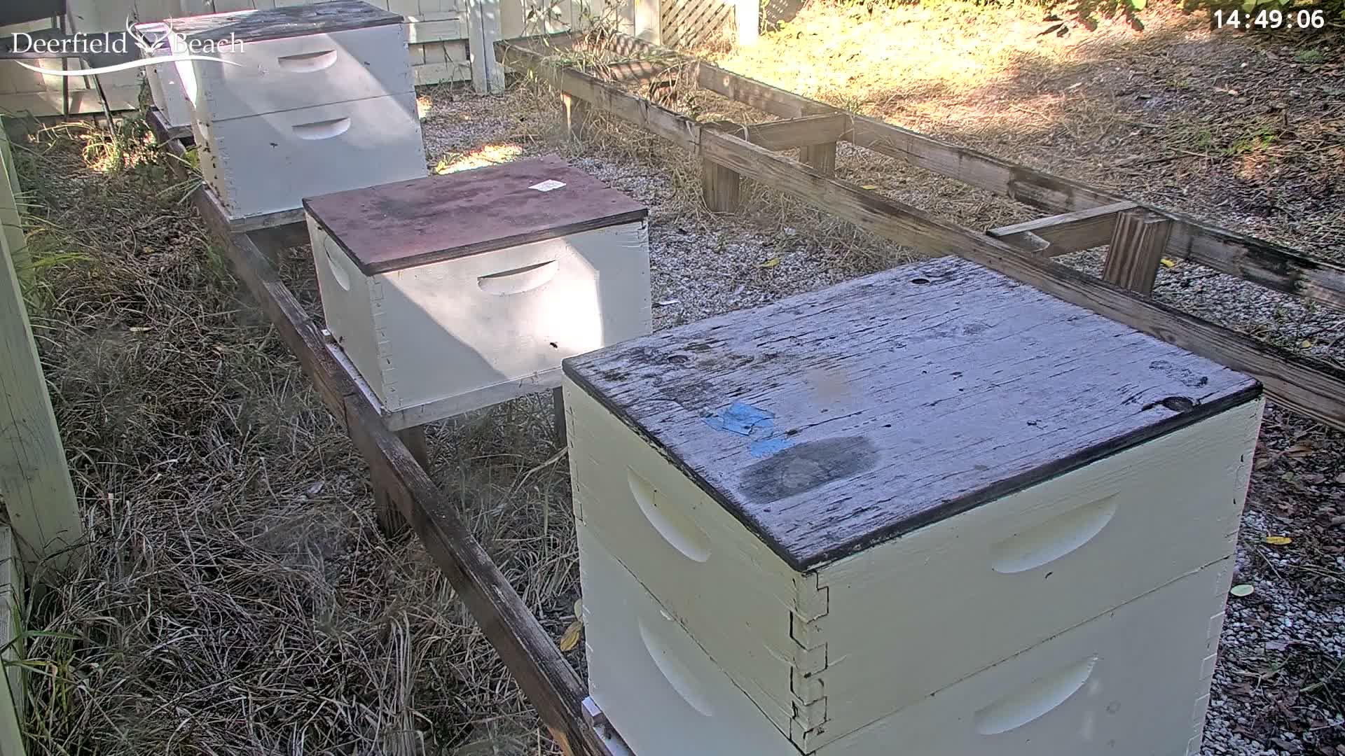 Deerfield Beach City Bee Apiary Farm Live Cam - Deerfield Beach, Broward, Florida, USA