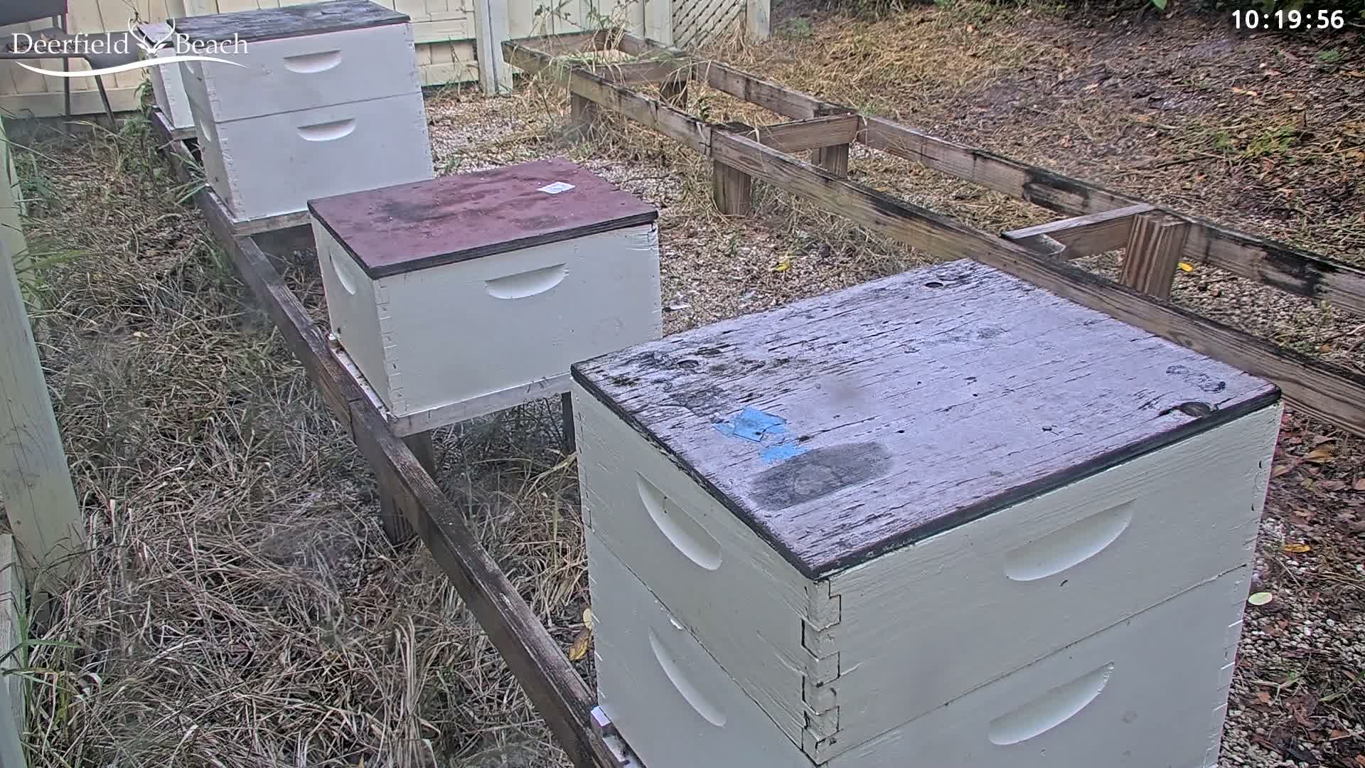 At night, a large swarm of bees covers several beehives.