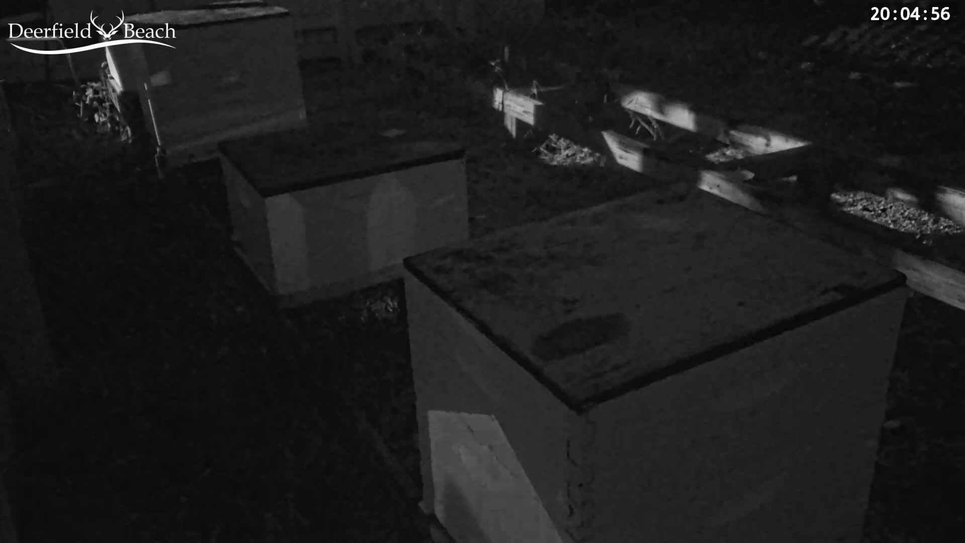 Deerfield Beach City Bee Apiary Farm Live Cam - Deerfield Beach, Broward, Florida, USA