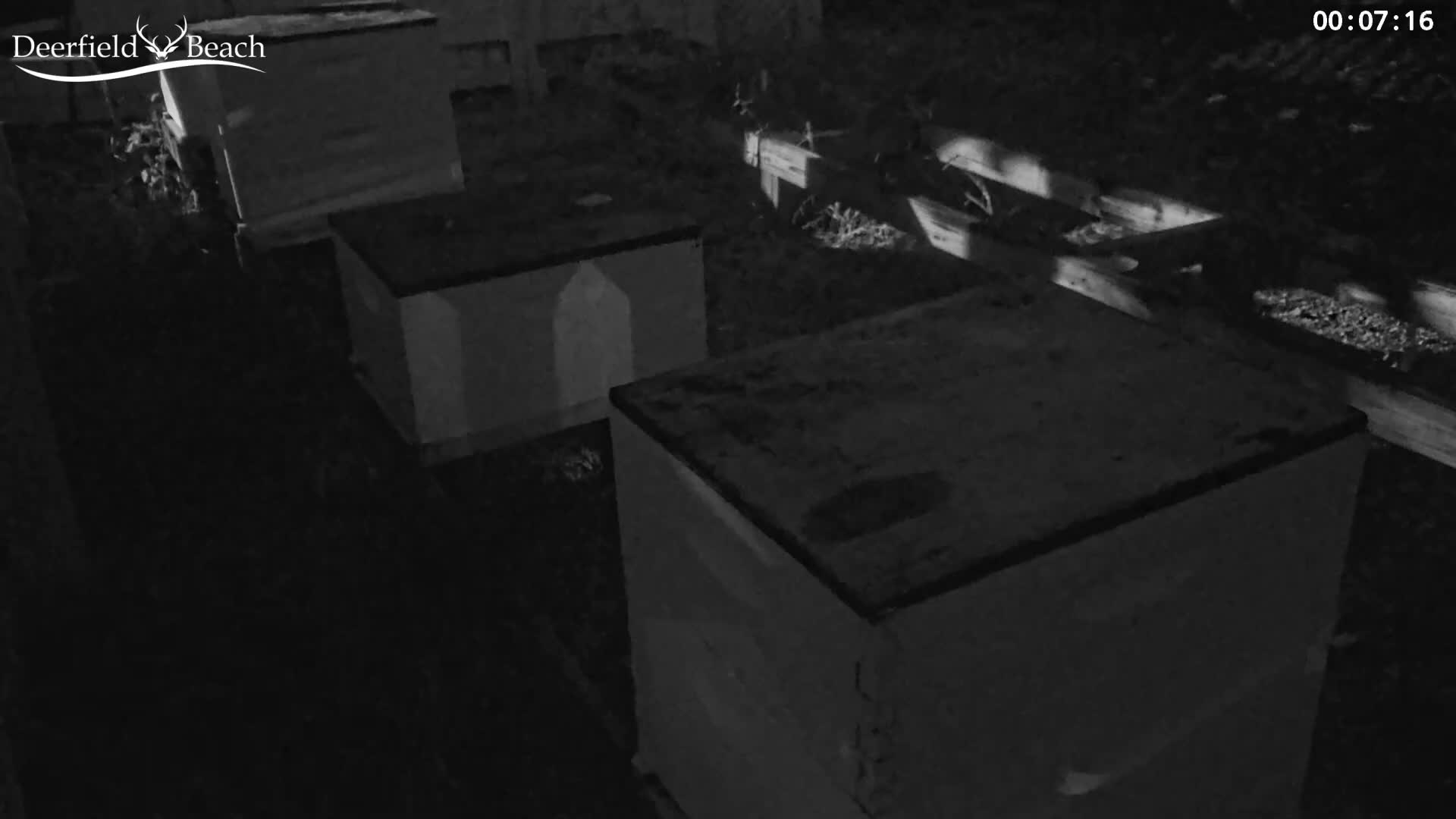 Deerfield Beach City Bee Apiary Farm Live Cam - Deerfield Beach, Broward, Florida, USA