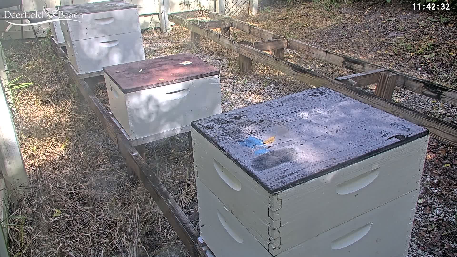Deerfield Beach City Bee Apiary Farm Live Cam - Deerfield Beach, Broward, Florida, USA