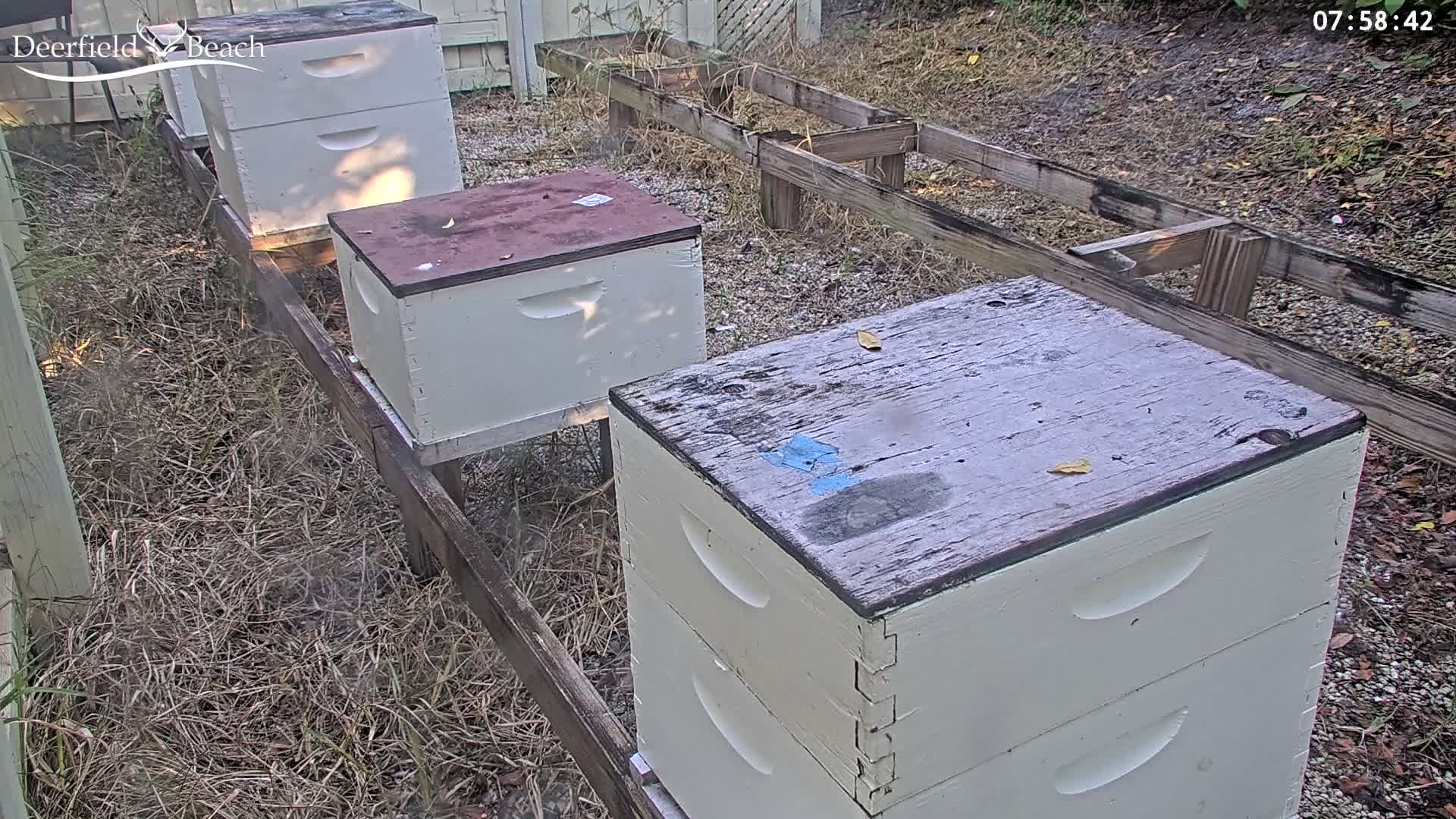 Deerfield Beach City Bee Apiary Farm Live Cam - Deerfield Beach, Broward, Florida, USA
