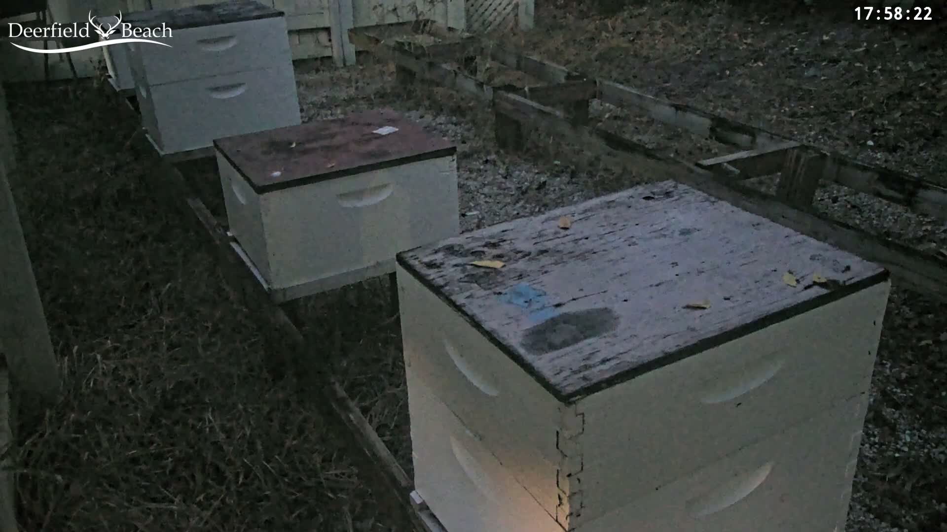 Deerfield Beach City Bee Apiary Farm Live Cam - Deerfield Beach, Broward, Florida, USA