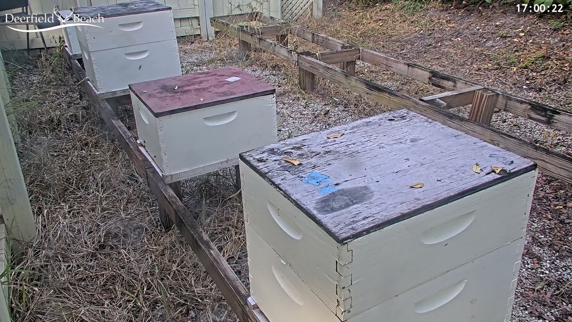 Deerfield Beach City Bee Apiary Farm Live Cam - Deerfield Beach, Broward, Florida, USA